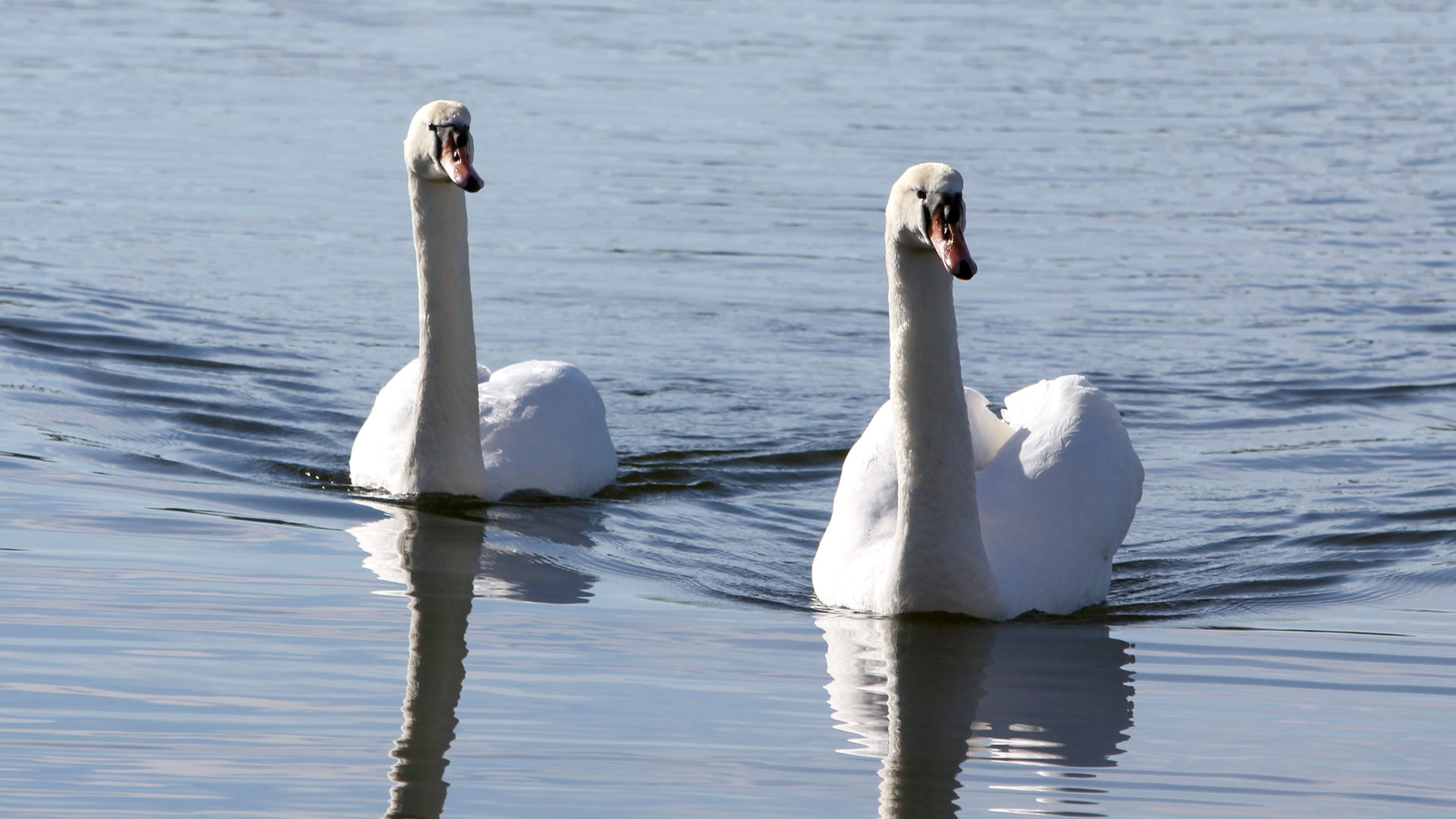 To svaner på Sorø Sø